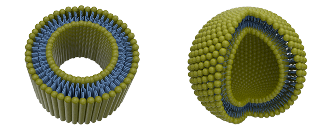 vesicles